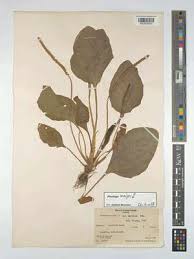 Attēlu rezultāti vaicājumam “Plantago major subsp. intermedia”