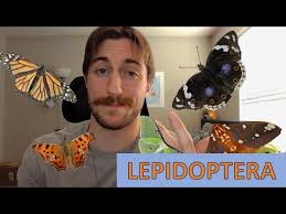Attēlu rezultāti vaicājumam “Lepidoptera”