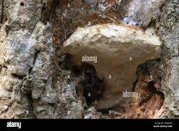 Attēlu rezultāti vaicājumam “Aurantiporus fissilis”