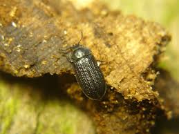 Attēlu rezultāti vaicājumam “Grynocharis oblonga”