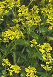 Attēlu rezultāti vaicājumam “Barbarea vulgaris subsp. arcuata”