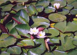 Attēlu rezultāti vaicājumam “Nymphaea candida flower”