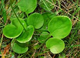 Attēlu rezultāti vaicājumam “Parnassiaceae”