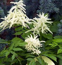 Image result for Aruncus dioicus