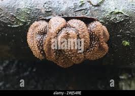 Attēlu rezultāti vaicājumam “Encoelia furfuracea”