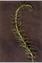 Attēlu rezultāti vaicājumam “Hippuridaceae”