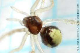 Attēlu rezultāti vaicājumam “Neottiura bimaculata female”