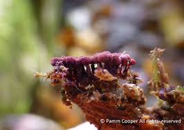 Attēlu rezultāti vaicājumam “Trichia scabra spores”