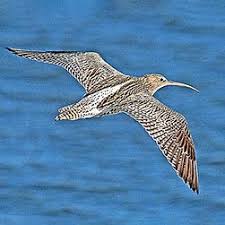 Image result for Numenius tenuirostris