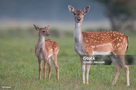 Attēlu rezultāti vaicājumam “Dama dama”