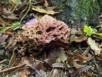 Image result for Podoscypha multizonata