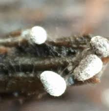 Attēlu rezultāti vaicājumam “Craterium leucocephalum”