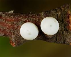 Attēlu rezultāti vaicājumam “Peridea anceps”