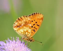 Attēlu rezultāti vaicājumam “Brenthis ino”