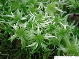 Attēlu rezultāti vaicājumam “Sphagnum riparium”