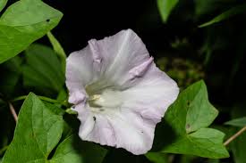 Attēlu rezultāti vaicājumam “Calystegia sepium fruit”