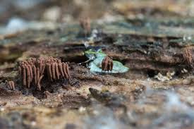 Attēlu rezultāti vaicājumam “Stemonitis splendens macro”