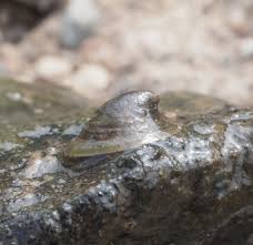 Attēlu rezultāti vaicājumam “Ancylus fluviatilis”