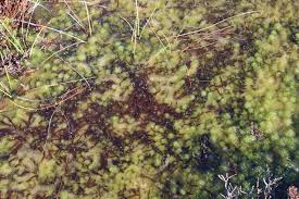 Attēlu rezultāti vaicājumam “Warnstorfia fluitans”