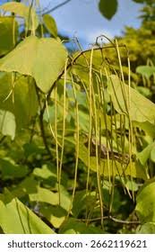 Attēlu rezultāti vaicājumam “Catalpa ovata fruit”