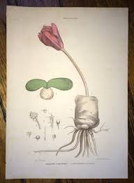 Attēlu rezultāti vaicājumam “Amarillidaceae”