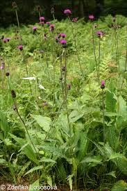 Attēlu rezultāti vaicājumam “Cirsium heterophyllum leaf”