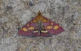 Attēlu rezultāti vaicājumam “Pyrausta purpuralis”