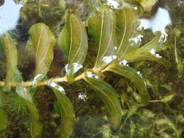 Attēlu rezultāti vaicājumam “Potamogeton perfoliatus”