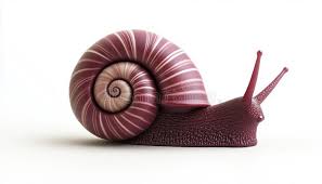 Attēlu rezultāti vaicājumam “Helix pomatia”