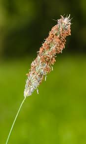 Attēlu rezultāti vaicājumam “Alopecurus pratensis flower”