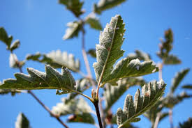 Attēlu rezultāti vaicājumam “Sorbus intermedia leaf”