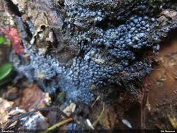 Attēlu rezultāti vaicājumam “Licea testudinacea macro”