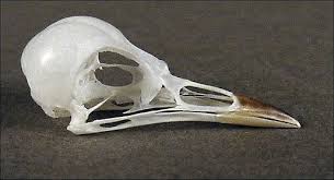 Image result for Hippolais polyglotta