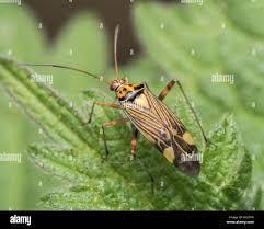 Attēlu rezultāti vaicājumam “Rhabdomiris striatellus”
