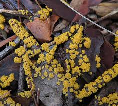 Attēlu rezultāti vaicājumam “Trichia alpina young”