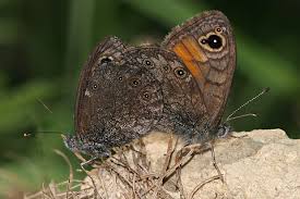 Attēlu rezultāti vaicājumam “Lasiommata petropolitana”