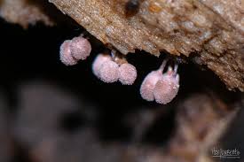 Attēlu rezultāti vaicājumam “Arcyria denudata stalked”