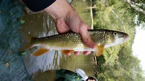 Image result for Moxostoma duquesnei