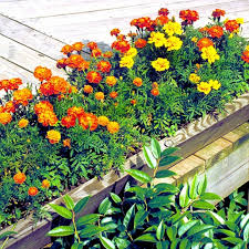 Image result for Tagetes patula