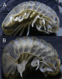 Attēlu rezultāti vaicājumam “Diderma roanense macro”