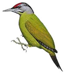 Attēlu rezultāti vaicājumam “Picus canus”