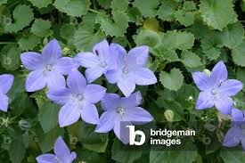 Image result for Campanula isophylla