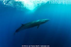Image result for Balaenoptera borealis
