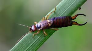 Attēlu rezultāti vaicājumam “Forficula auricularia”