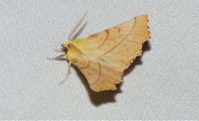 Attēlu rezultāti vaicājumam “Ennomos alniaria”