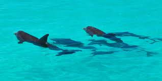 Image result for Durley Dolphin Diver