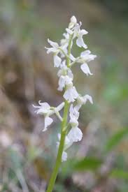 Attēlu rezultāti vaicājumam “Orchis mascula leaf”