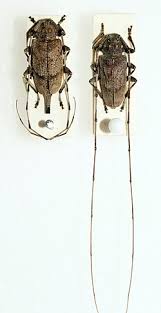 Attēlu rezultāti vaicājumam “Acanthocinus aedilis”