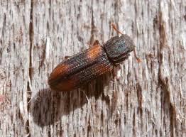 Attēlu rezultāti vaicājumam “Bitoma crenata”