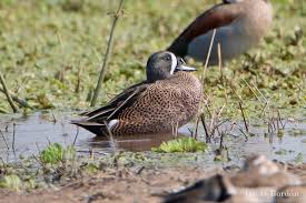 Image result for Anas discors